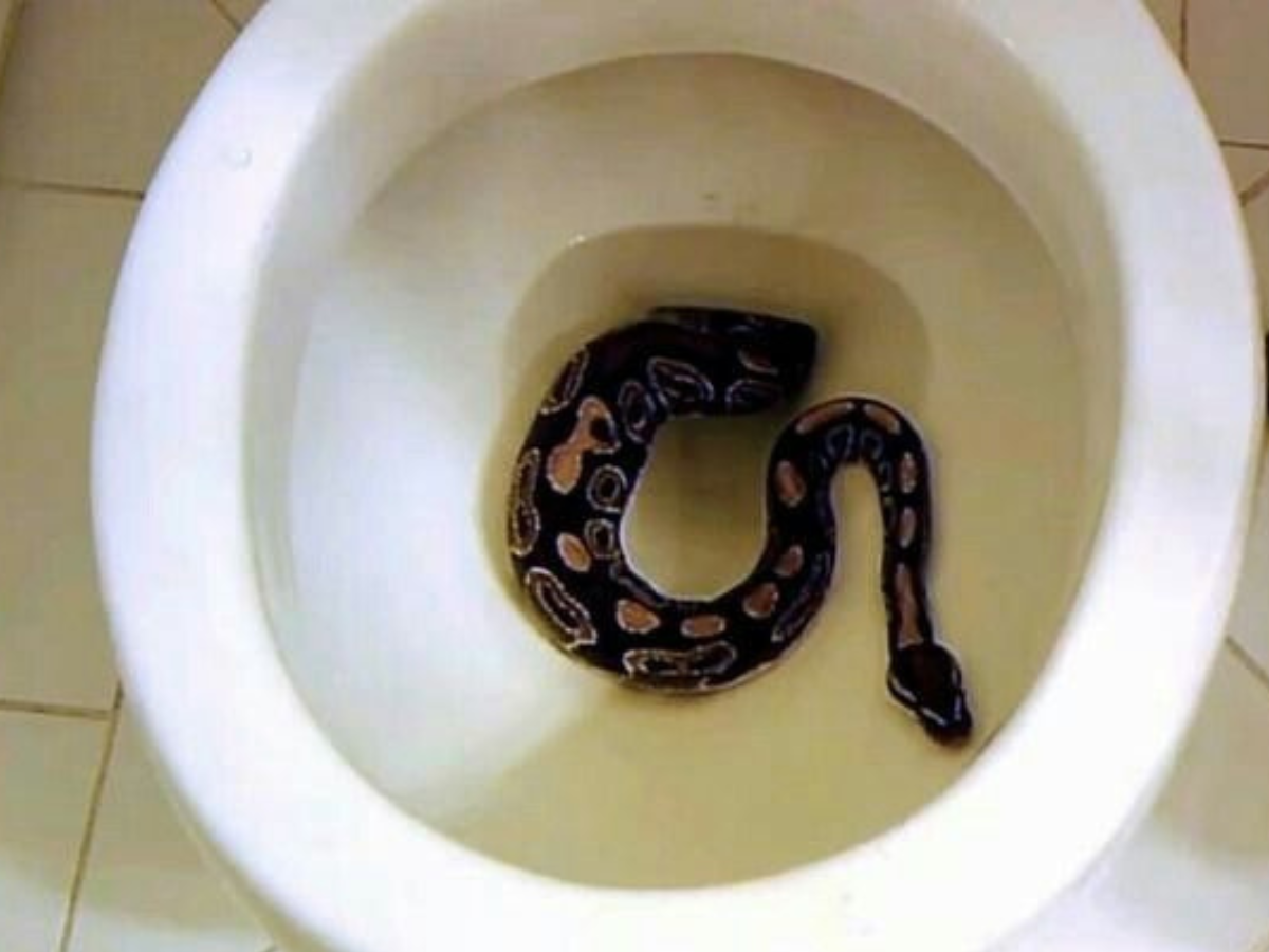 Rajasthan: Man Finds Giant Cobra in Hotel Bathroom Commode| Watch