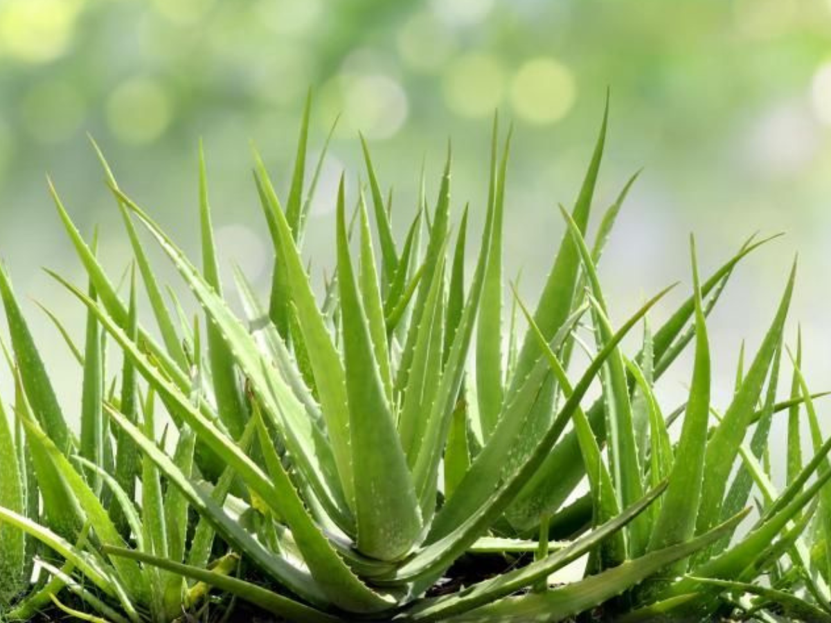 Aloe Vera - Photo Gallery