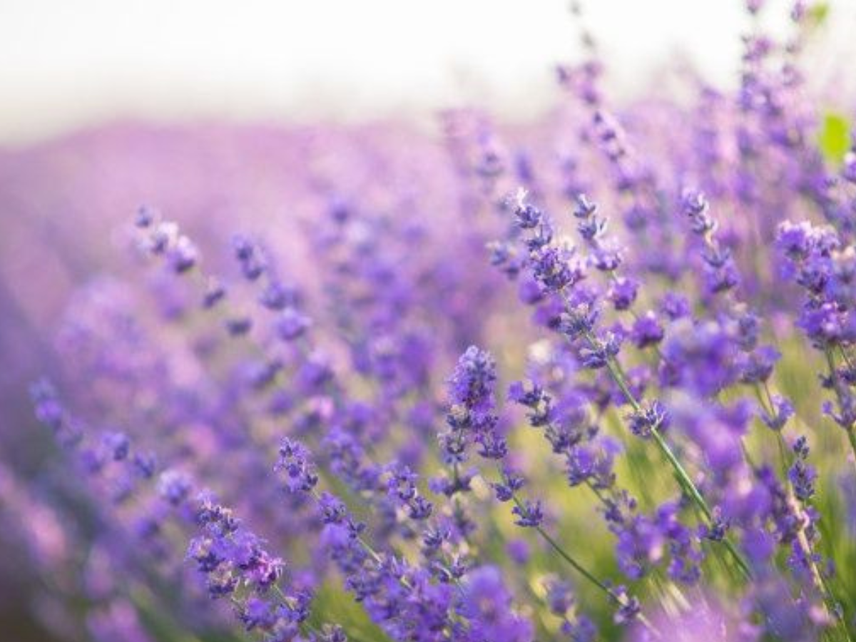 Lavender - Photo Gallery