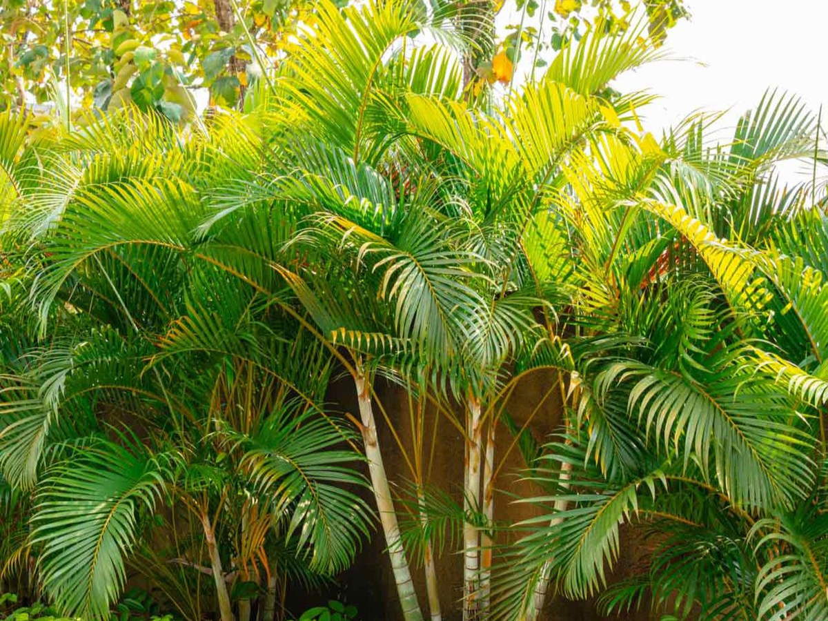Areca Palm - Photo Gallery