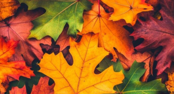 Why Leaves Change Color in Fall: The Science Behind