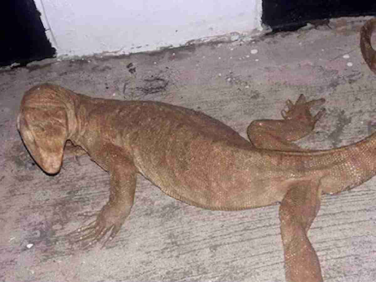 Monitor Lizard Enters Delhi Metro Station Amid Heavy Rains, Rescued by Wildlife SOS