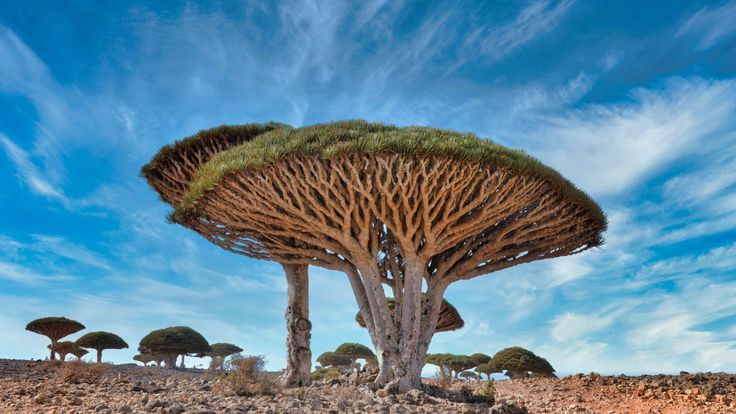 Dragon’s Blood Trees with umbrella-shaped - Photo Gallery