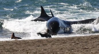 Tide or Tragedy? Investigation Launched After 26 Orcas Found Dead in Argentina
