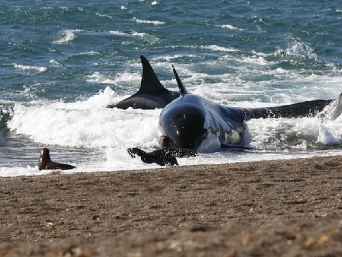 Tide or Tragedy? Investigation Launched After 26 Orcas Found Dead in Argentina