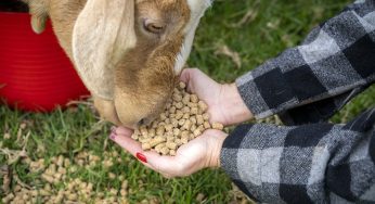 Employee Uses Wellness Budget to Feed Goats at Zoo, Netizens Call It the Best Self-Care Ever