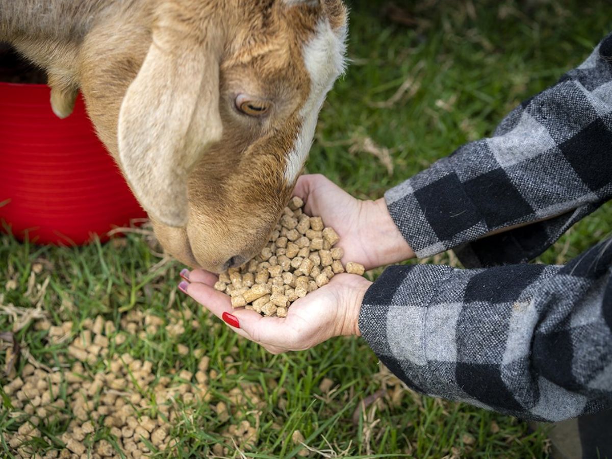 Employee Uses Wellness Budget to Feed Goats at Zoo, Netizens Call It the Best Self-Care Ever