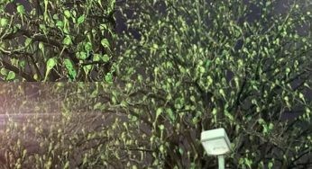 London Tree Illusion: Hundreds of Ring-Necked Parakeets Fool the Eye