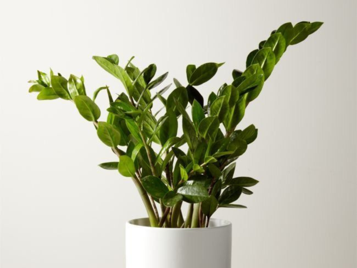 ZZ Plant - Photo Gallery