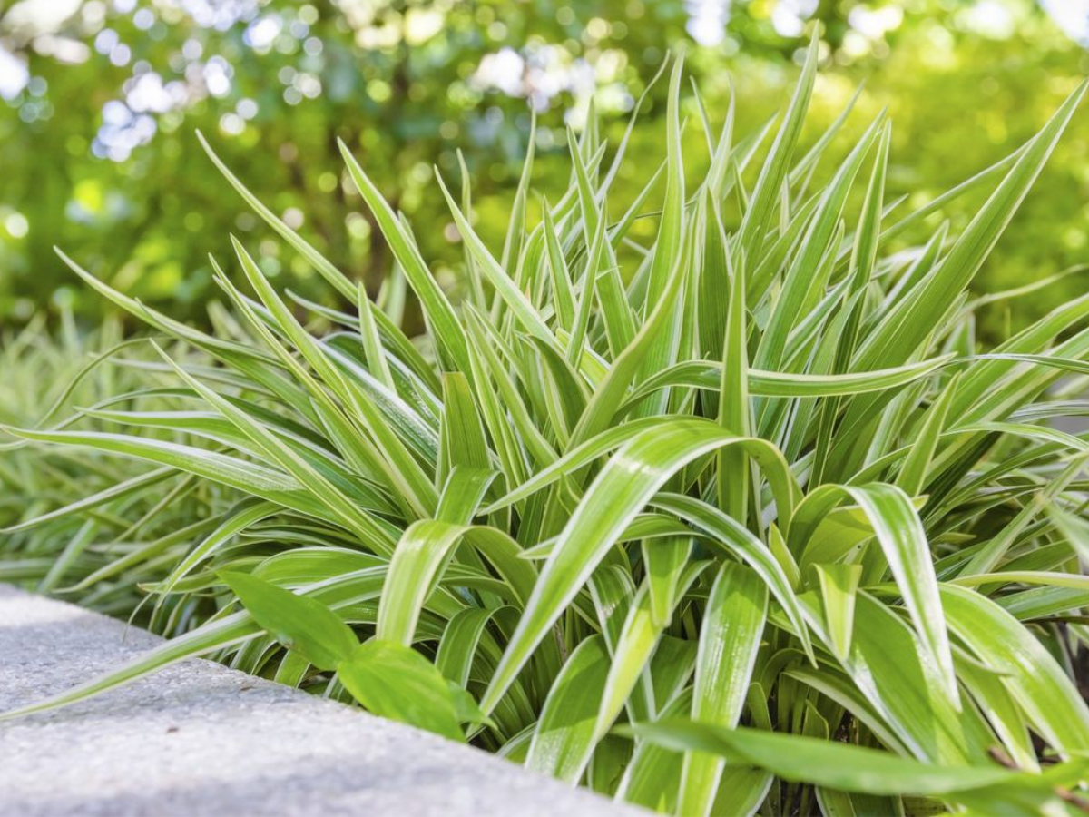 Spider Plant - Photo Gallery