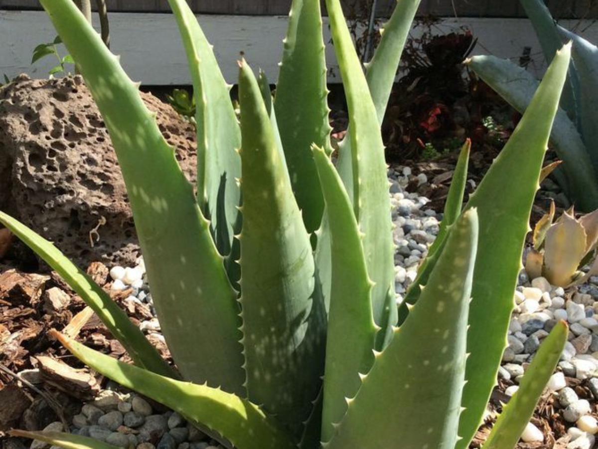 Aloe Vera - Photo Gallery