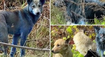Chernobyl Stray Dogs Turn Blue: Chemical Mystery or Radiation Effect?