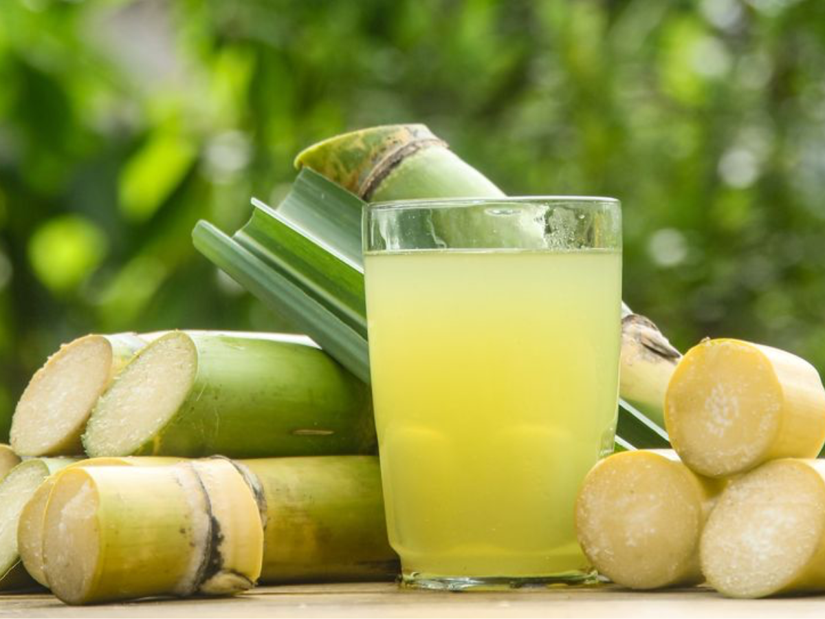 What Is the Scientific Name of Sugarcane? The Science Behind the Sweetness