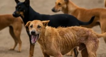 Supreme Court Summons States & UTs for Ignoring ‘Stray Dog Order’, Seeks Explanation from Chief Secretaries