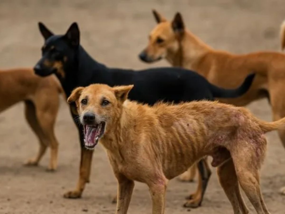 Supreme Court Summons States & UTs for Ignoring ‘Stray Dog Order’, Seeks Explanation from Chief Secretaries