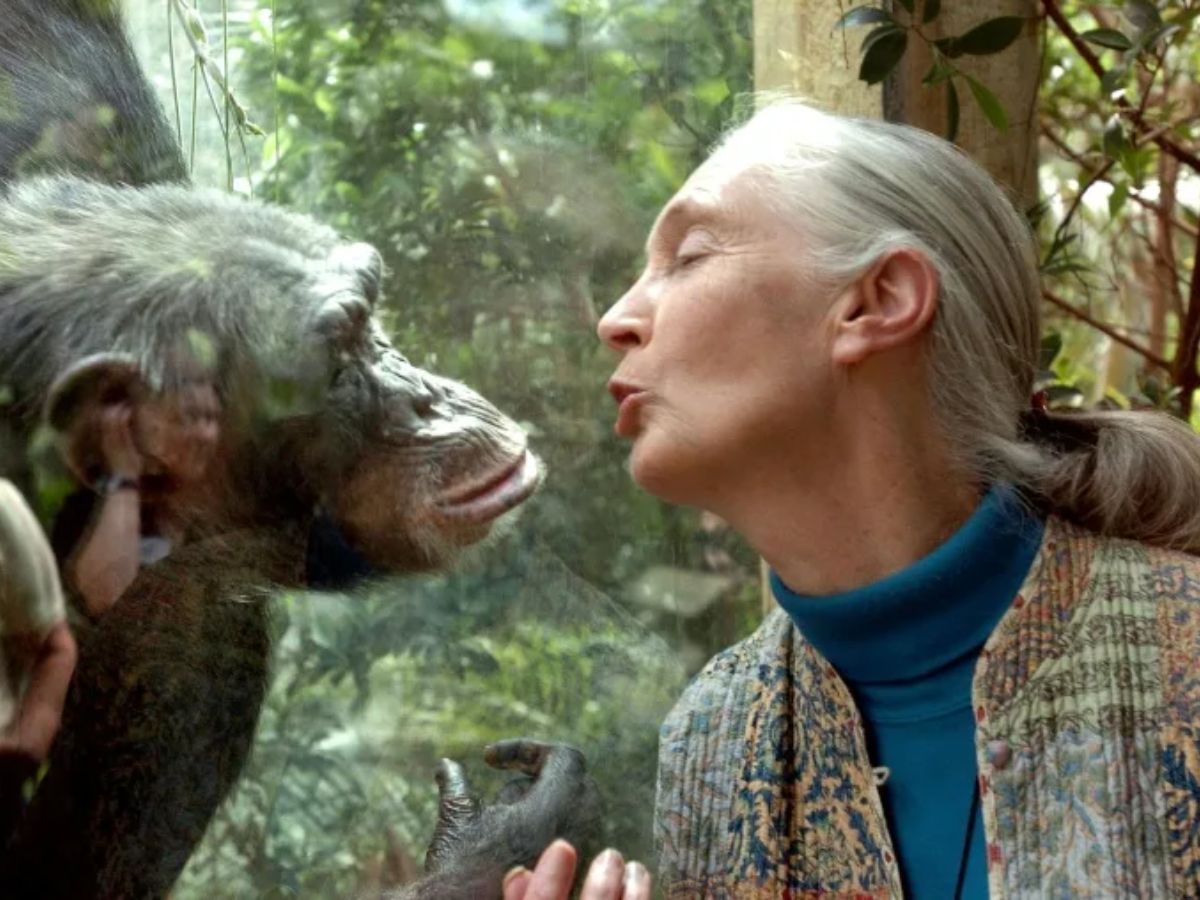 Jane Goodall Death:  Who Were Her Two Husbands, Kids, Career | And Why She Never Remarried