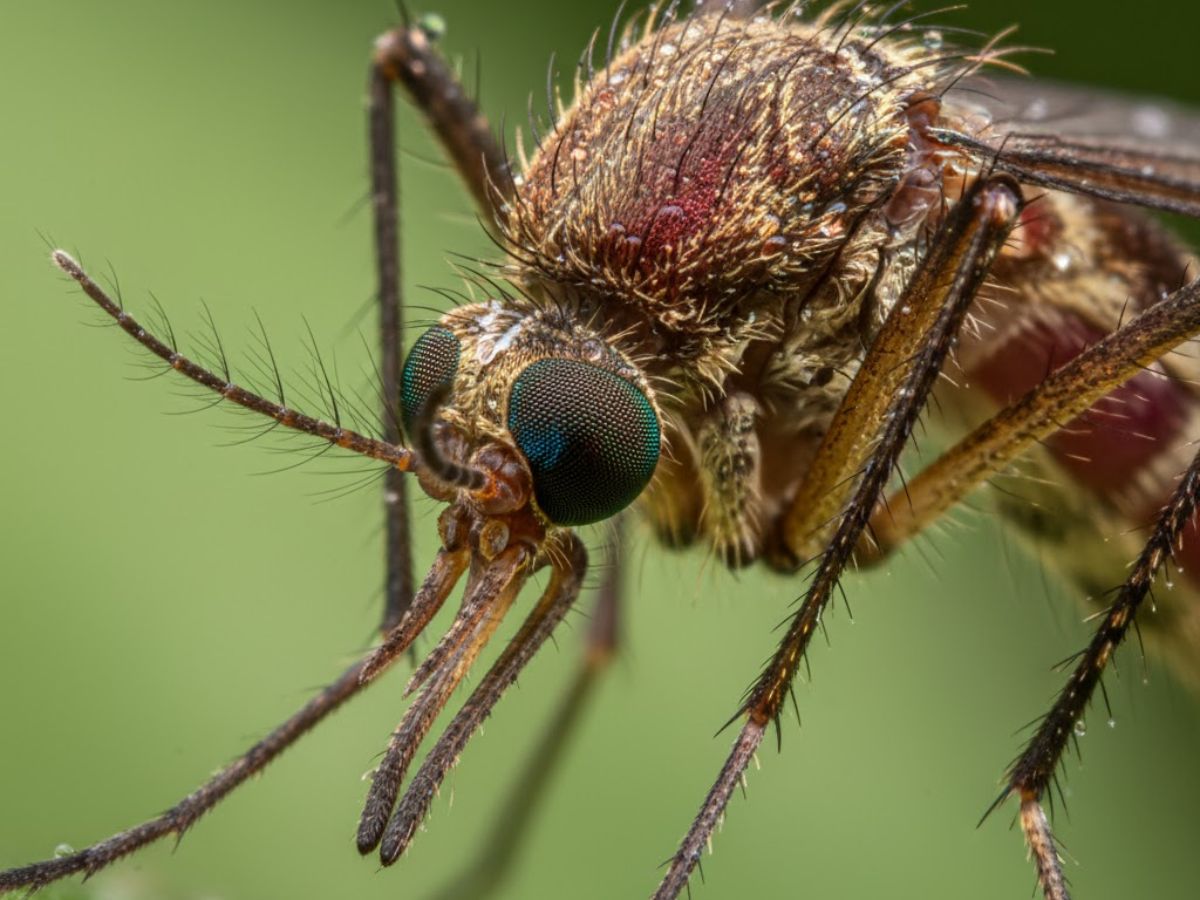 First Wild Mosquitoes Confirmed in Iceland, Sparking Climate Fears | Here’s What Scientists Say