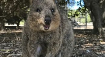 Quokka: The World’s Happiest Animal Stealing Hearts on Rottnest Island