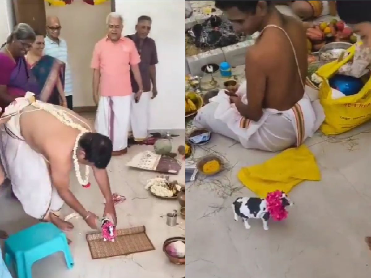 Modern Ritual Twist: Toy Cow Replaces Real Cow in Griha Pravesh Ceremony | WATCH