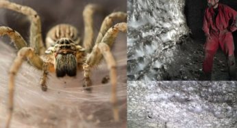 World’s Biggest Spiderweb Discovered: 111,000 Spiders Living Together in Dark Sulfur Cave