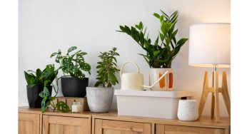 5 Small-Space Plant Ideas for City Homes