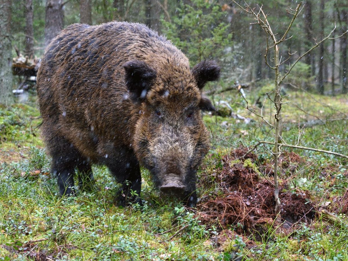 Is Spain’s Pork Industry at Risk? What Explains the Unusual Deadly Virus Found in Wild Boars Near Barcelona?