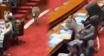 Fact Check: Did a Donkey Really Enter Pakistan’s Parliament During a Live Session? Here’s What Actually Happened