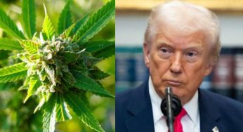 Marijuana May Move From Schedule I to III Under Trump Order After 50 Years: What It Means for Users, States & Businesses