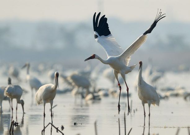 The Journey of Siberian Cranes: From Siberia to India