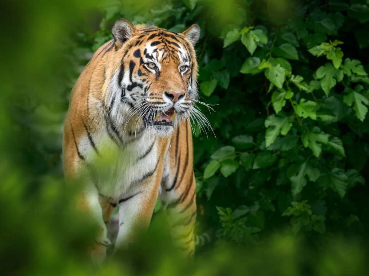 India Loses 166 Tigers in 2025 as Death Toll Rises Sharply, Madhya Pradesh Records Highest Fatalities