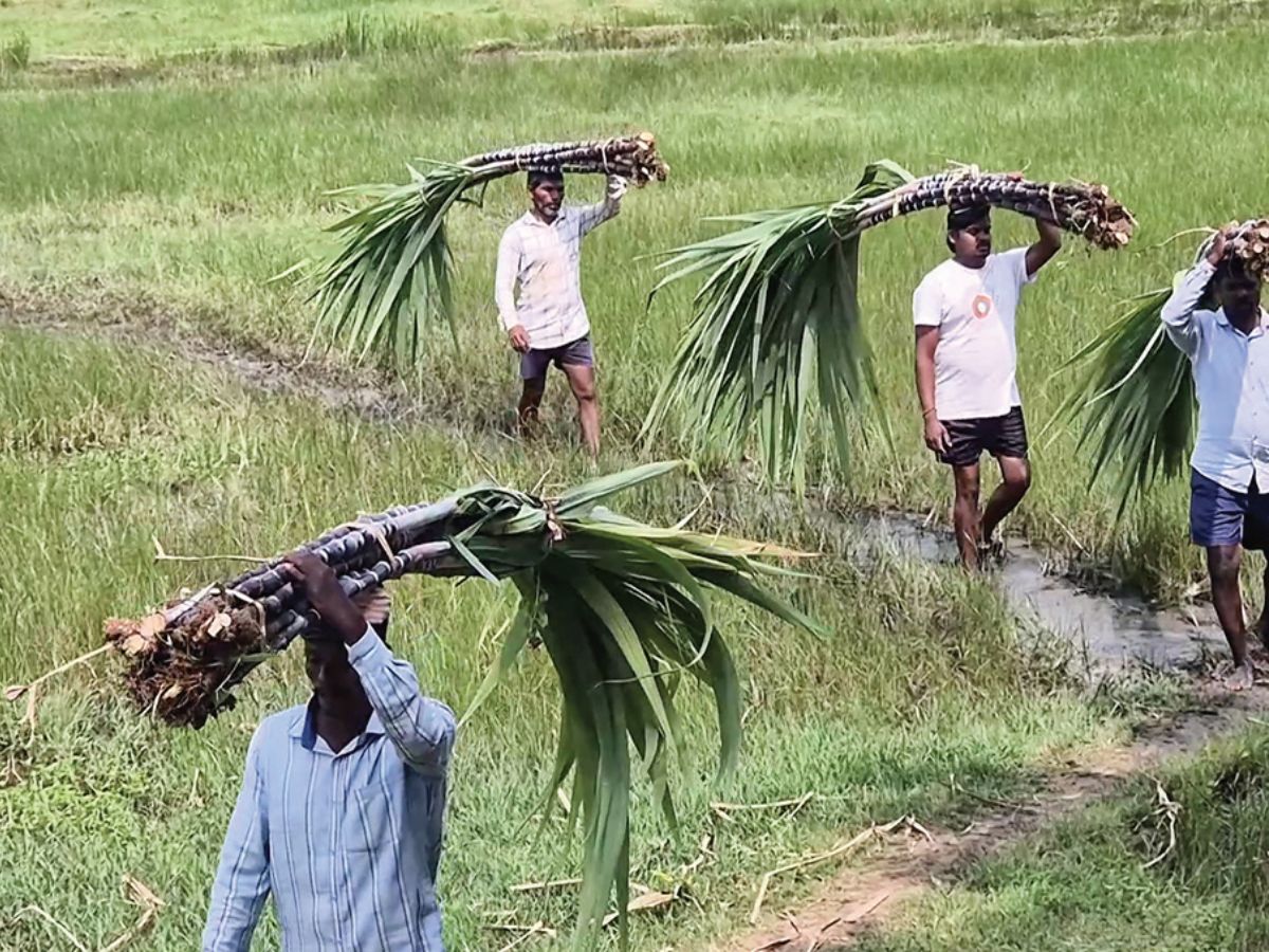 Punjab launches Rs 68.5 sugarcane subsidy, boosts farmers’ income
