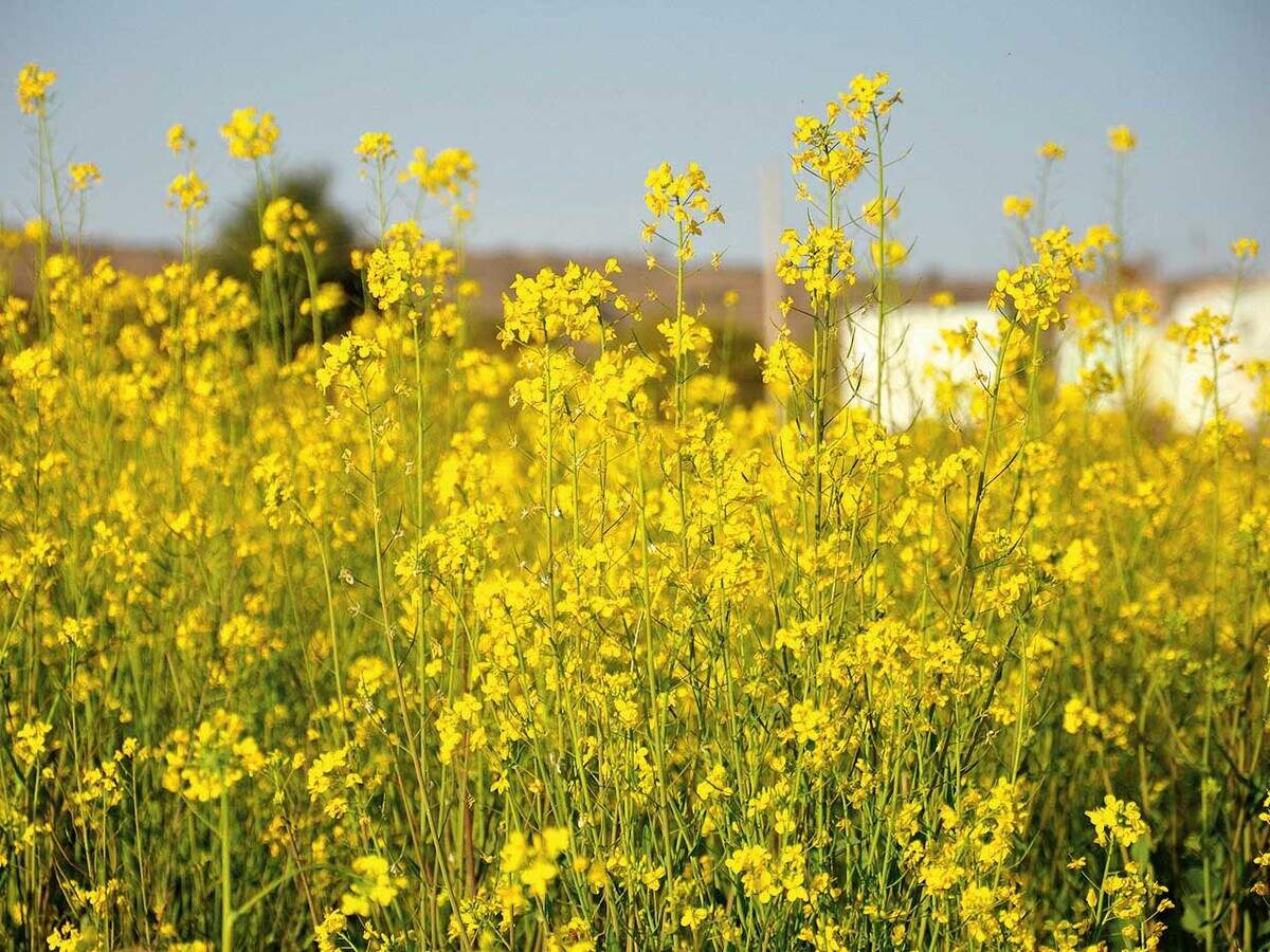 ‘Sakal ban phool rahi sarson’