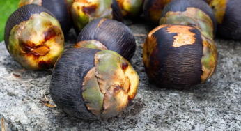 Ice apple (tadgola): The underrated summer fruit your body will thank you for