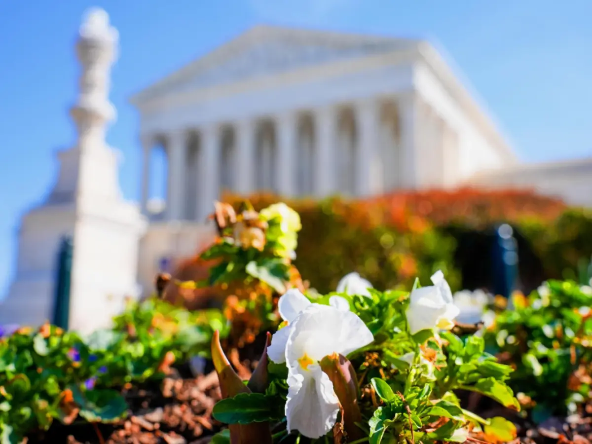 ‘Sakal ban phool rahi sarson’