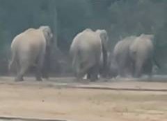 Herd of 22 elephants hold fort in Ramanujganj forest of Chhattisgarh's Balrampur