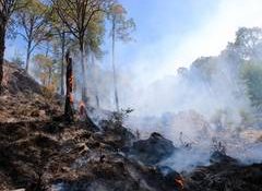 Himachal forest fires under control despite 232 incidents, Rs 67 lakh loss: PCCF Sanjay Sood