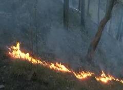 Massive fire breaks out near Shimla's Boileauganj mental hospital; 1,000 sq ft area affected