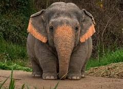 Delhi Police uses viral 'Borneo Pygmy elephant' meme to promote road safety