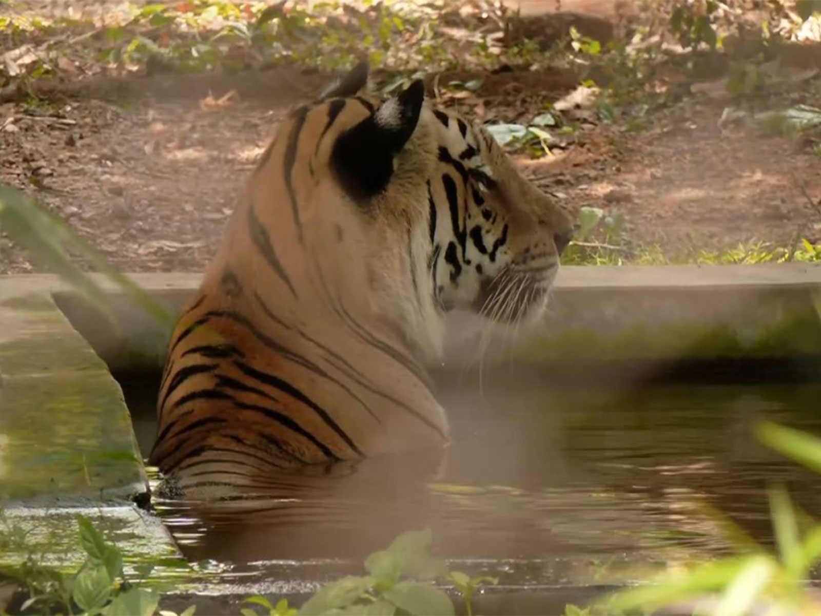 Visual from Nandankanan Zoological Park in Bhubaneswar (Photo/ANI) Visual from Nandankanan Zoological Park in Bhubaneswar (Photo/ANI)