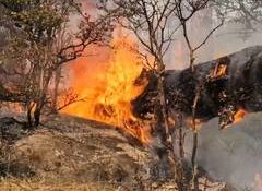 J-K: Udhampur battles persistent forest fires amid severe heatwave