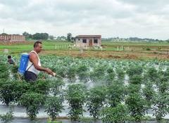 Weak start to monsoon seen clouding Kharif season outlook: Report