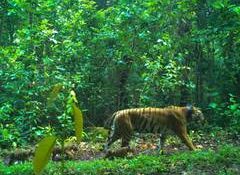 Tigress Zeenat takes walk with growing cubs at Similipal Reserve in Odisha