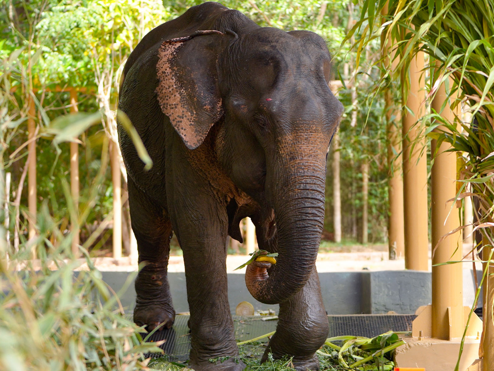 Eelphant Maniki (Image source: Vantara) Eelphant Maniki (Image source: Vantara)