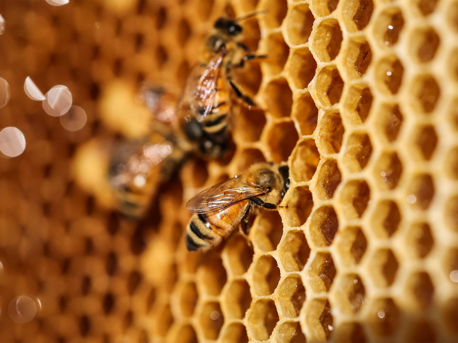 Honey bees have their own personal flight paths and fly with stunning precision: Study