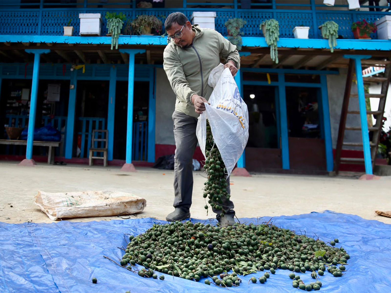 Nepali Rudraksha farmers find lucrative market in China, but at a high cost (Photo/ANI) Nepali Rudraksha farmers find lucrative market in China, but at a high cost (Photo/ANI)