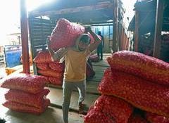 Govt raises onion procurement price by 13% to Rs 2,125/quintal to ensure better returns for farmers