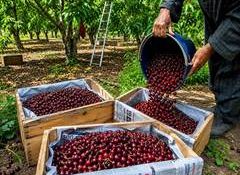 APEDA facilitates first export of J&K Areko cherries, Scentrose plums to UAE
