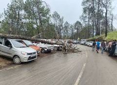 Avoid parking vehicles near dry or weak roadside trees during rain, strong winds: Himachal Police after dry tree fell over cars in Shimla