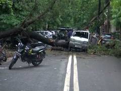 Delhi: Tree falls on van in Rohini following heavy rainfall; no casualties reported