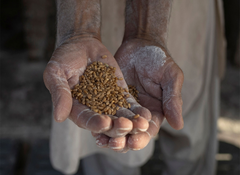 Pakistan's price controls deepen Karachi flour crisis as official rates clash with market reality